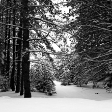 Snowy_Pines.jpg
